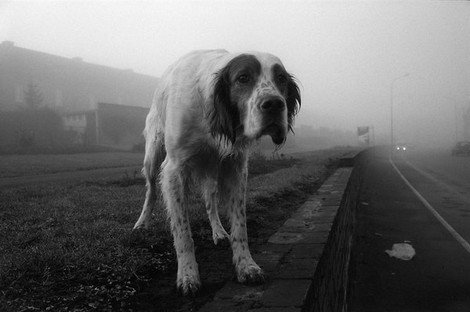 Hunde sind auch nur Menschen 