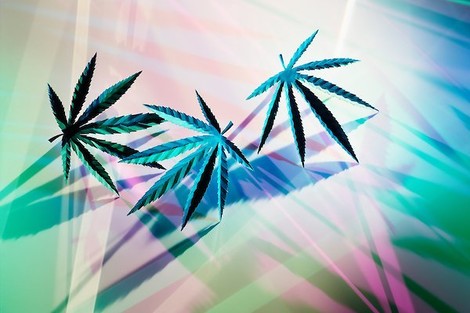 Die zwei Gesichter von Cannabis