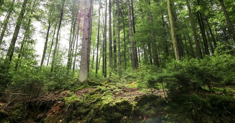 Guter Wald, schlechter Wald: Wie werden Wälder fit für die Zukunft?