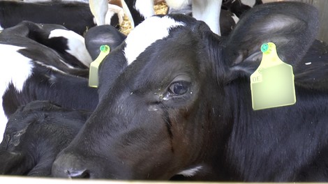 Niemand kontrolliert, was mit Tierexporten aus der EU passiert