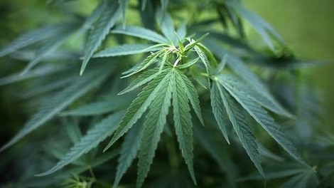 Cannabis auf Rezept — vom Bundestag freigegeben