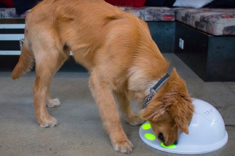 Eine Spielekonsole für Hunde 