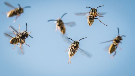 Beruhigend: Auch Ameisen und Bienen sind stinkfaul