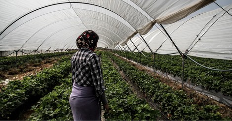 Wie viel Gewalt in dem Obst stecken kann, das wir als "sicher" kaufen 