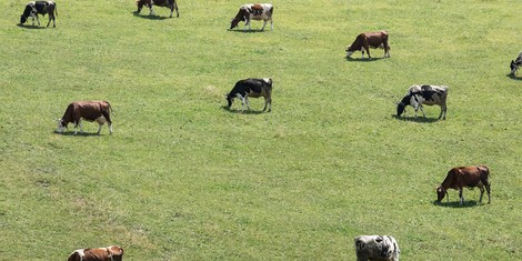 Grüne Woche: Zu wenig Forschung für den "Klima"landbau