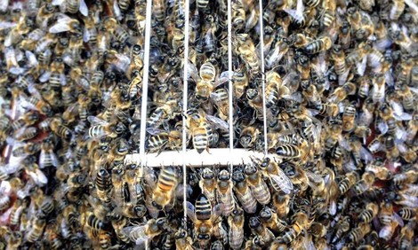 40.000 Bienen spielen die „Drohnen-Symphonie“ 