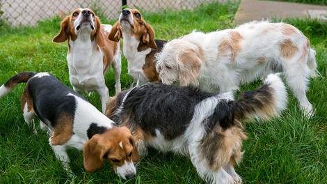 Crispr-Cas9: Gen-Editing hilft bei Muskelschwund bei Hunden