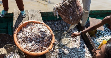 How much is the fish: Wie der Klimawandel einen See in Kambodscha leerfegt