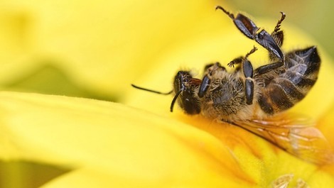 Neue Studie zu Neonicotinoiden: Jetzt könnte es zu einem weitgehenden Totalverbot kommen