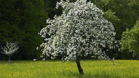 Zu Luthers Spruch von Weltuntergang und Apfelbäumchen