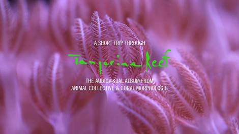 Musik für die Aquarien in unseren Herzen: Animal Collective und ihr neuer Kunstfilm