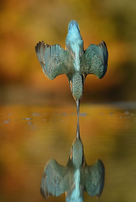 720.000 Klicks bis zum perfekten Foto eines Eisvogels