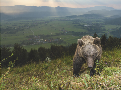 Von Schweden über Slowenien bis Spanien: Der Europäische Braunbär erobert unseren Kontinent