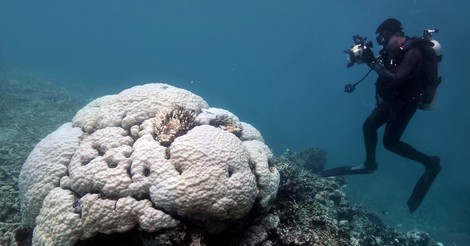 Der weiße Tod: Vom Ende der Korallen