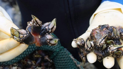 Reportage: Kampf auf der Klippe - die Muschelfischerinnen von Galicien.