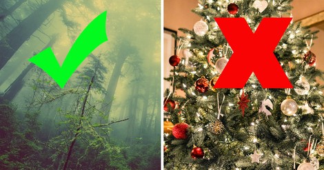 Mit dem Weihnachtsbaum die Welt retten