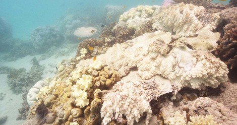 Wir Mörder des Great Barrier Reef