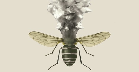 The Insect Apocalypse Is Here – What does it mean for the rest of life on Earth?
