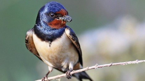 Am Beispiel der Rauchschwalbe: Wie die Erderwärmung das Leben der Vögel durcheinander bringt