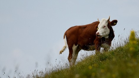 Studie: Fleisch- und Molkereikonzerne schaden dem Klima ähnlich viel wie die Ölindustrie 