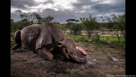 Die Naturfotografen des Jahres 2017