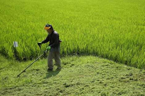 Neu in der Reihe "Jobs, die Roboter übernehmen werden": Bauern. In Japan. Wegen Arbeitskräftemangel.