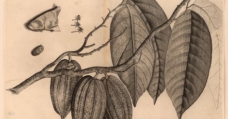 Korallen und Sklaverei: Das Kuriositätenkabinett von Hans Sloane, dem Gründer des British Museums