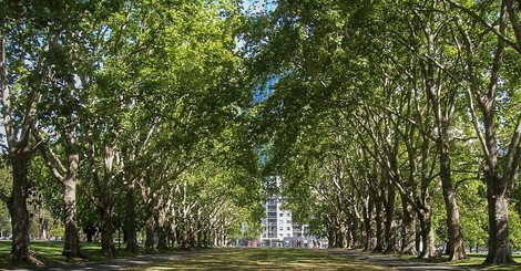 Wie die Bewohner von Melbourne begannen an ihre Bäume zu schreiben