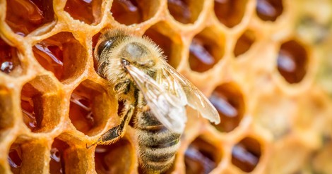 Honig hilft doch nicht gegen Allergien