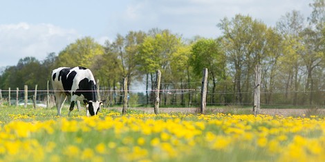 Öko-Landbau: Doch nicht so klimafreundlich?