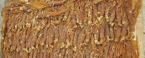 Ginseng – Zauberknolle oder überschätztes Gemüse? 