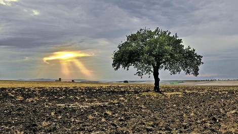 Der Erdboden als CO2-Senke – eine Waffe im Kampf gegen den Klimawandel?