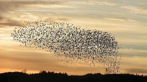 Twitter: Manipulation durch den Staat in Kenia und Mexiko?