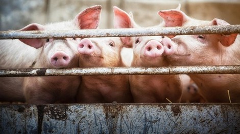 Wie wir Tiere töten: Das finale Argument gegen Fleisch ist Mitgefühl