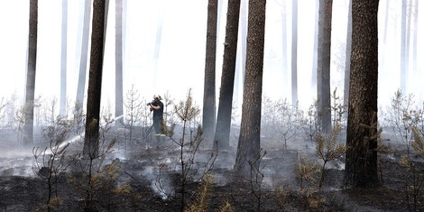 Brandenburg versucht verzweifelt Wald zu retten, in NRW wird Wald unter Polizeischutz vernichtet
