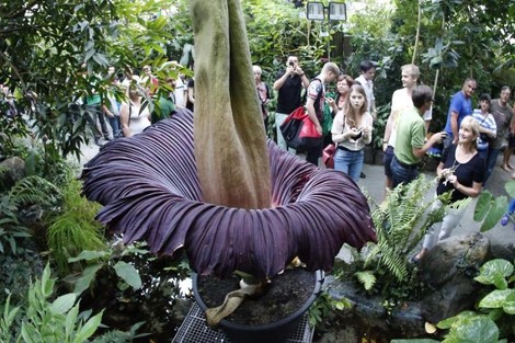 Botanische Eilmeldung