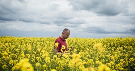 Bayer kauft das falsche Versprechen der Gentechniker