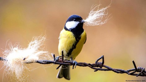 Was wird aus dem Basstölpel? Wenn Vögel nicht mehr ziehen – und kalt erwischt werden