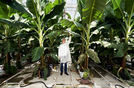 Wie wir zehn Milliarden Menschen ernähren – mit weniger Gift, weniger Arbeit und weniger Energie