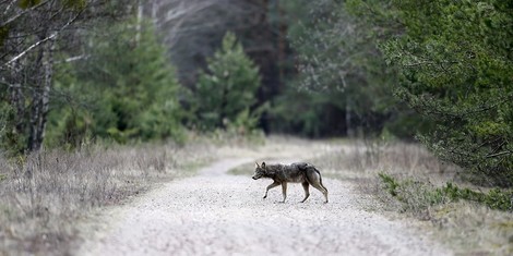 Der Zusammenhang zwischen Tschernobyl und dem Konflikt in der Ostukraine