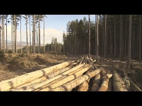Korruption in Rumänien: Ein Umweltaktivist und sein Kampf gegen Kahlschlag in den Wäldern