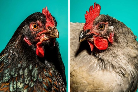 Chicken Mania: Die Silicon Valley-Hühner