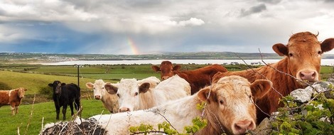 Warum Landwirtschaft ohne Viehhaltung nicht nachhaltig ist