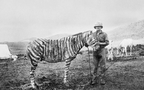 Ein Pony als Zebra – aus der Trickkiste des Ersten Weltkrieges