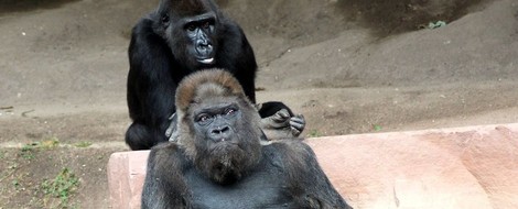 Die berührende Lebensgeschichte eines alten Gorillas