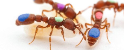 Was passiert, wenn Ameisen sich benehmen wie WG-Genossen?