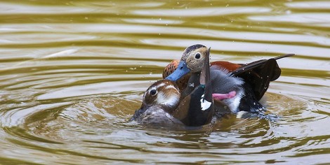 Vögel beim Vögeln