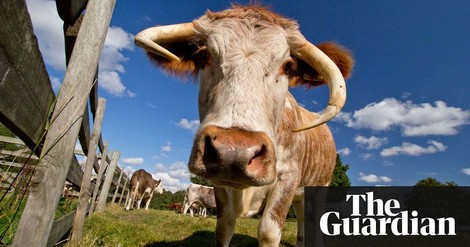 Ein junger Mann kehrt auf die Farm seiner Eltern zurück