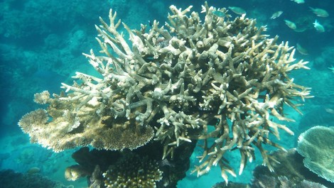 "Das Great Barrier Reef ist 2016 gestorben"