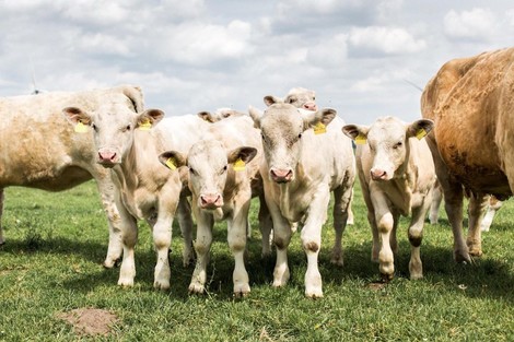 Der Sound deines Schnitzels: Wie es ist, wenn die Kälber abtransportiert werden